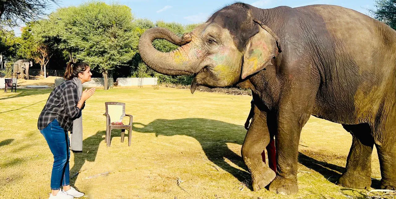 elephant-sanctuary-in-jaipur-a-unique-experience