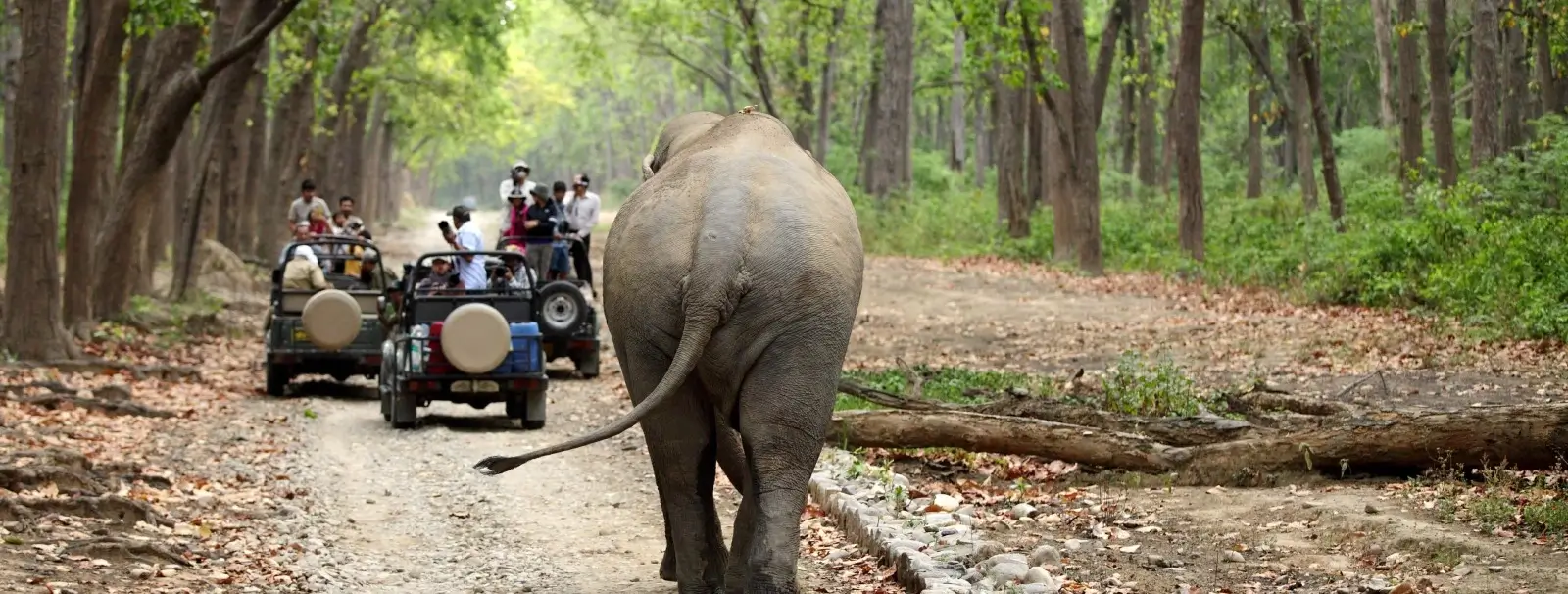 Elephant Safari in Jaipur: A Memorable Adventure for USA Tourists