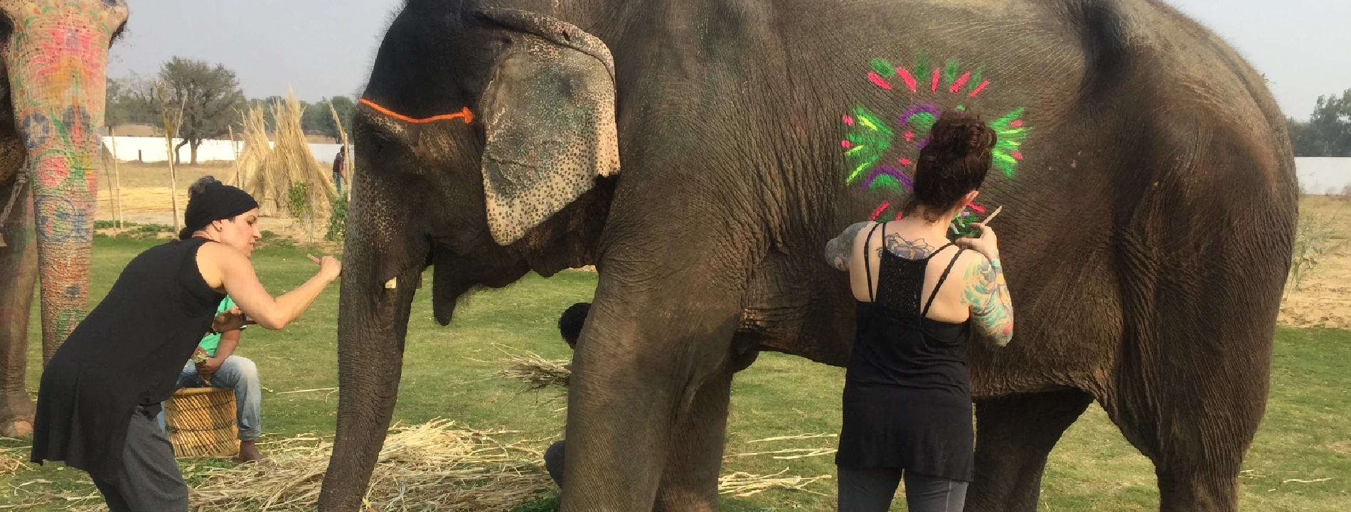 Join Elefriendride for Memorable Elephant Experiences in Jaipur