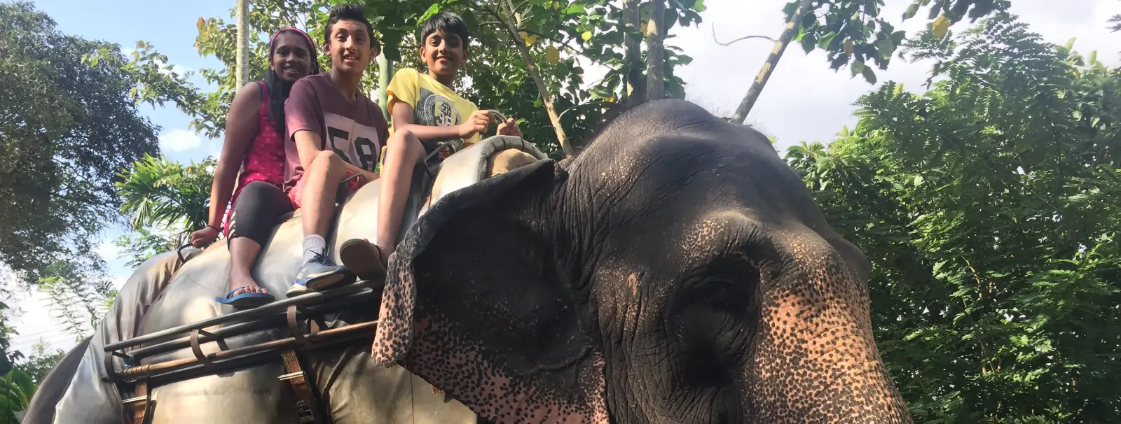 What to Expect at an Elephant Farm in Jaipur