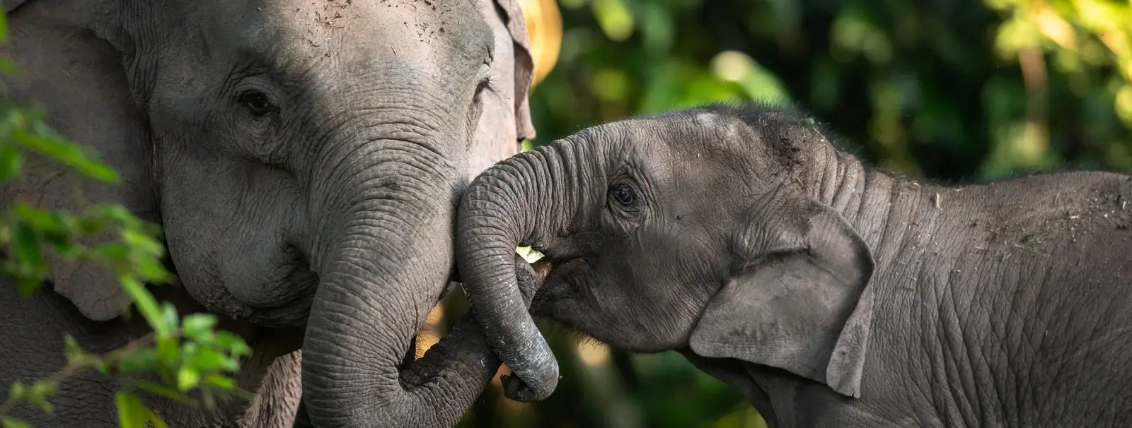 Elephant feeding experience in Jaipur for USA tourists