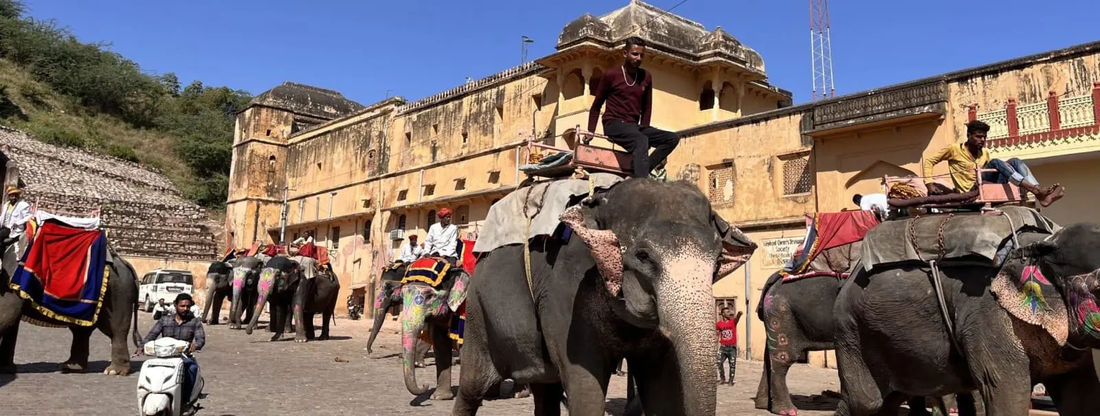 Explore Elephant Feeding in Jaipur | A Unique and Ethical Experience