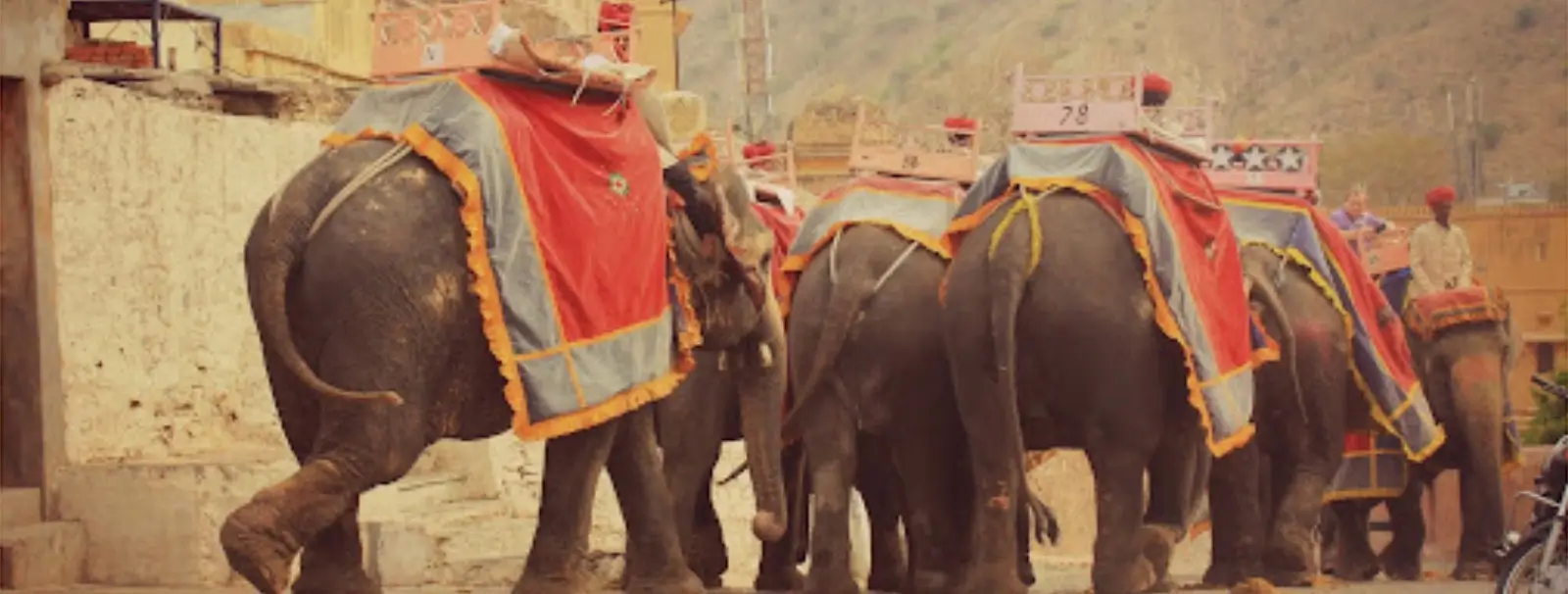 Elephant Shower Adventure in Jaipur for UK Tourists | Elefriendride