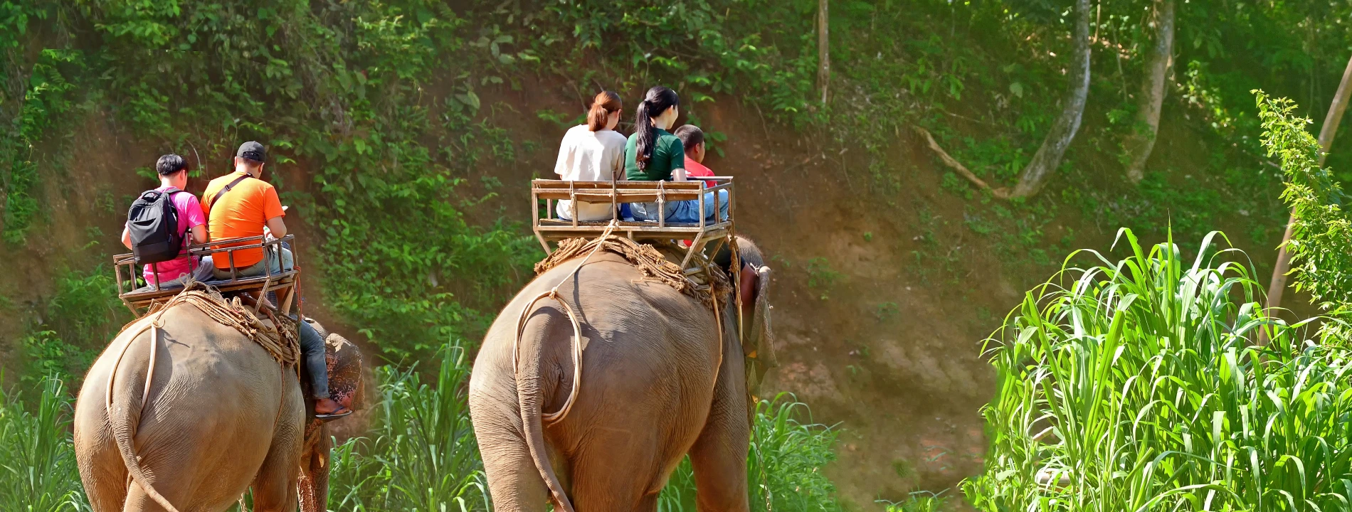 Get Up Close with Elephants: Exciting Activities in Jaipur