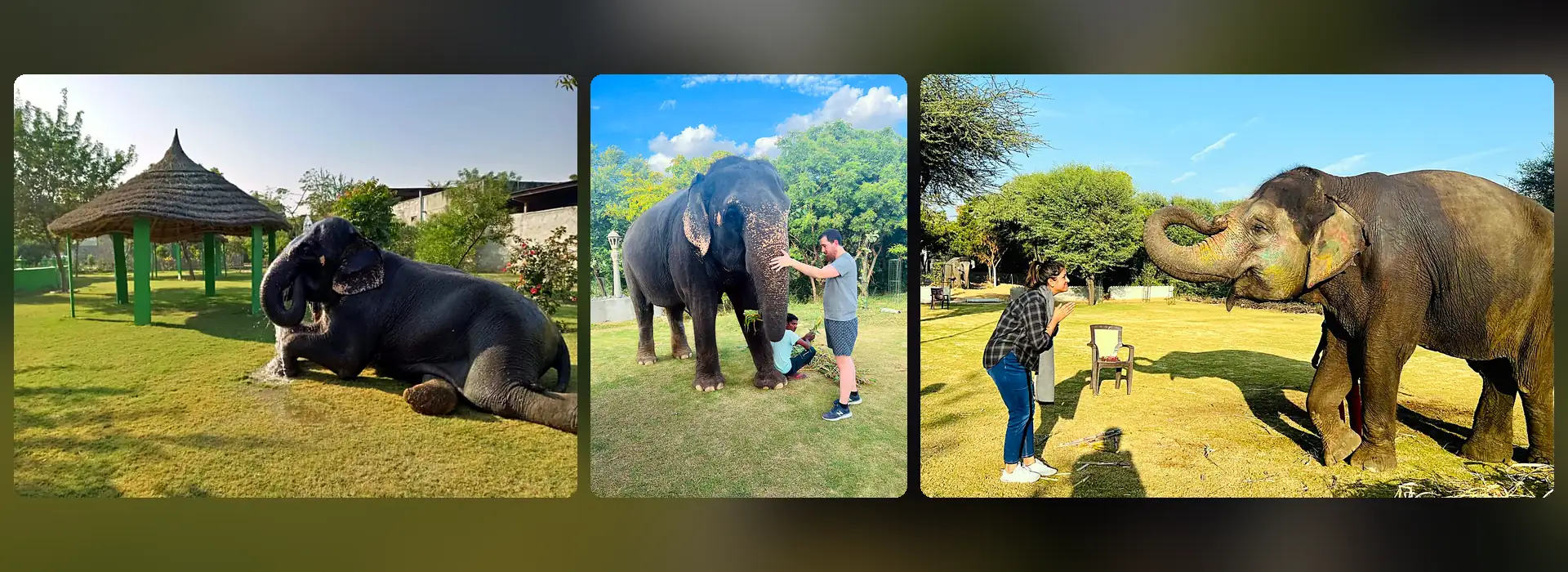 how long do elephants live