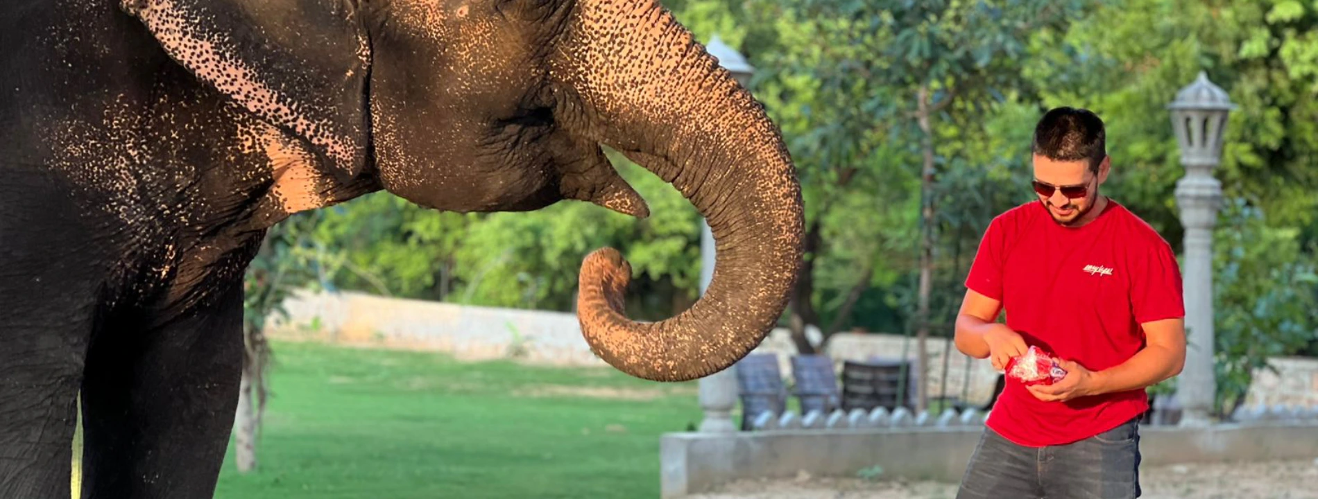 Uncover the Wonders of Jaipur: Unique Elephant Tours Await