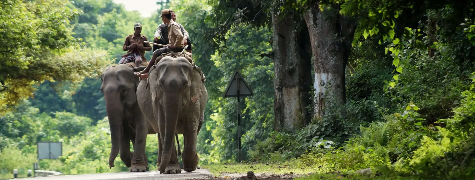 Walking with Elephants: Connect with Nature in Jaipur