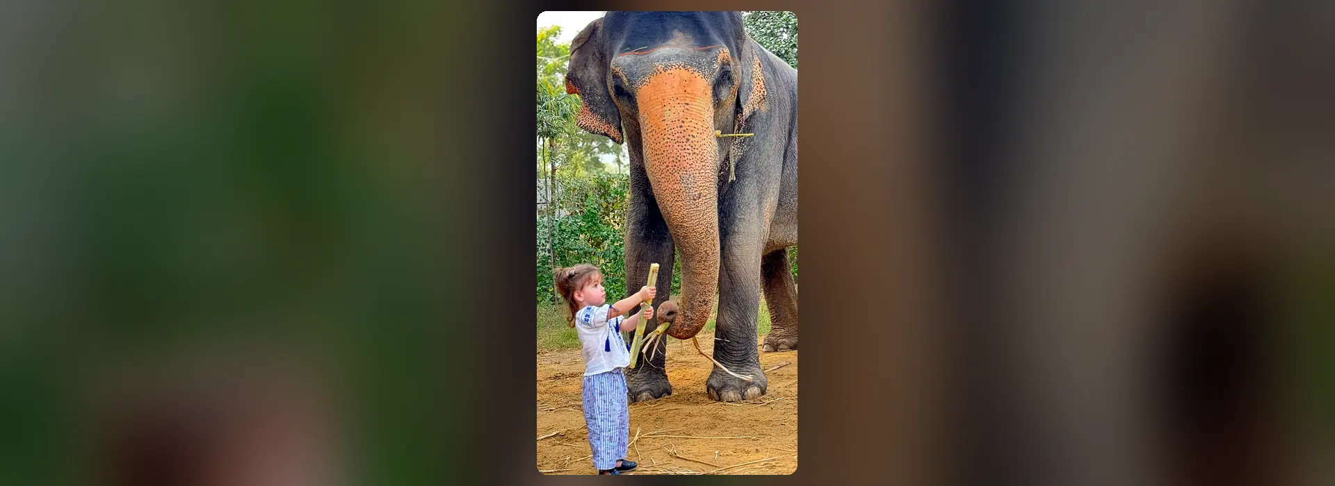 what do elephants eat