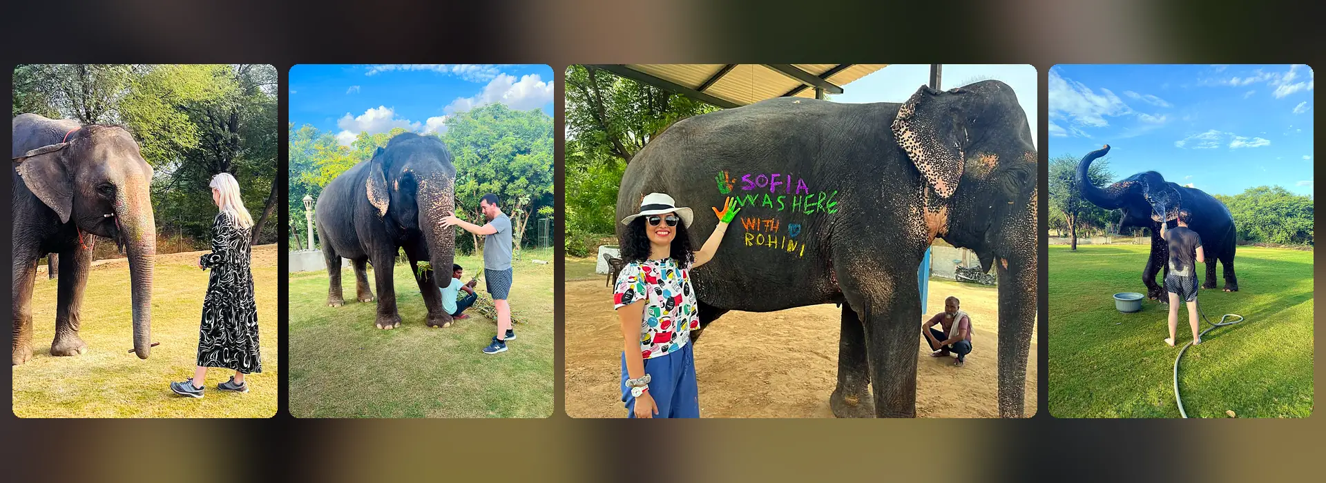 what to expect at an elephant sanctuary